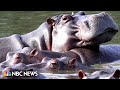 Colombia sterilizing hippos descended from pets of kingpin Pablo Escobar