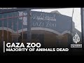 Starvation and airstrikes killed majority of the animals in Gaza zoo