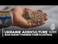 Ukraine agriculture: War-weary farmers curb plantings