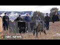 Five wolves released in Colorado as part of reintroduction plan