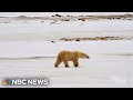 Why are more polar bears roaming a tiny Canadian town?