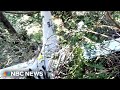 California family survives small plane crash after deploying plane parachute