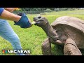 Meet Jonathan, the oldest tortoise in the world