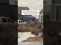 WATCH: Tumbleweeds invade Utah neighborhood