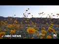 Wild Flower Hotline is rite of spring in California