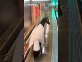 An escaped horse runs loose at a train station