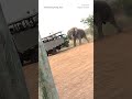 Elephant charges tourist group in South Africa