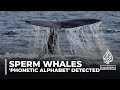Decoding sperm whales: Scientists detect 'phonetic alphabet'