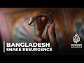 Resurgence of deadly snakes vipers cause panic in Bangladesh