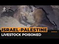 Israeli settlers poison Palestinian livestock in occupied West Bank | Al Jazeera Newsfeed