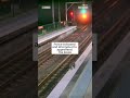 A curious koala made its way onto an Australian train platform