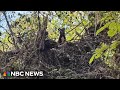 Family reunited with dog found stuck in treetop after Helene flooding