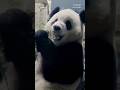 National Zoo welcomes new giant pandas from China