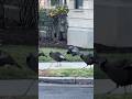 Wild Turkeys overrun a neighborhood in Massachusetts