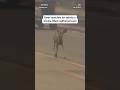 Deer searches for safety in smoke-filled California town